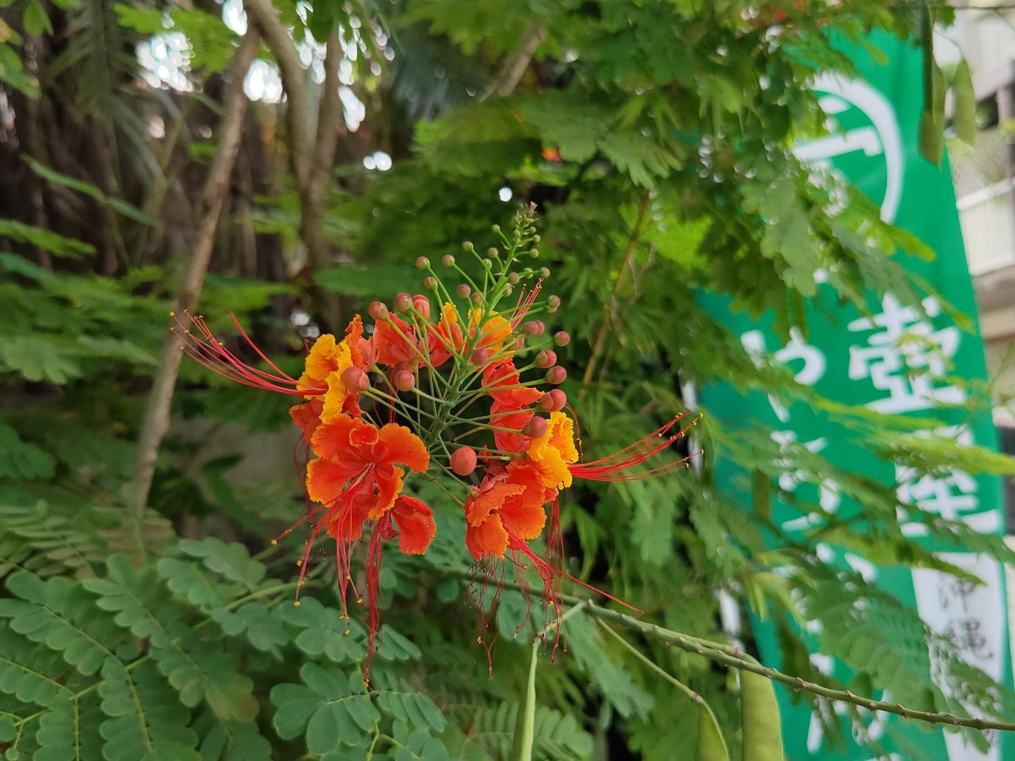 冲绳那霸旭桥托丽芙特酒店 酒店 3*
